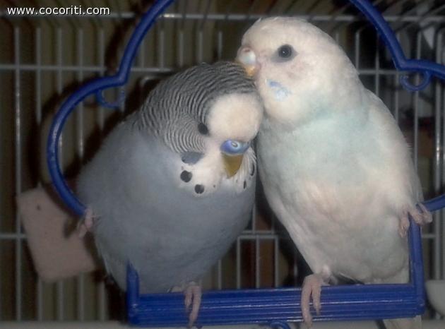 coccole sull'altalena
